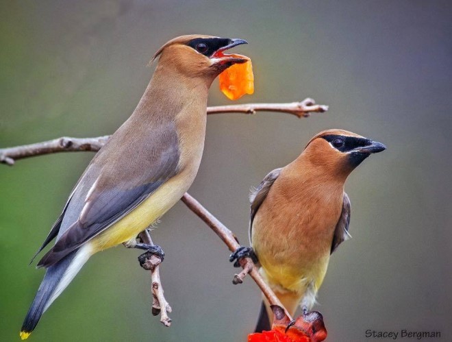 عکس پرندگان زیبا و مسحورکننده